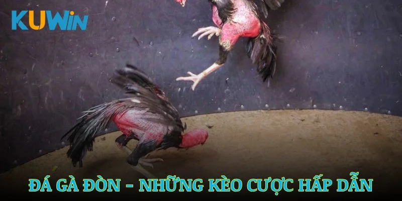 Đá Gà Đòn Kuwin – Thế Giới Kèo Cược Hấp Dẫn Cho Bet Thủ